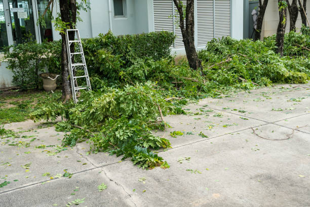 Best Root Management and Removal  in Longmont, CO
