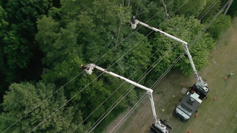 Best Emergency Tree Removal  in Longmont, CO