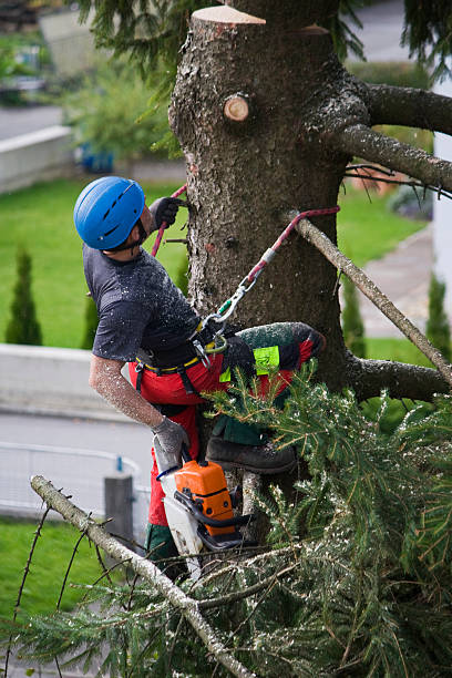 Best Tree Trimming and Pruning  in Longmont, CO